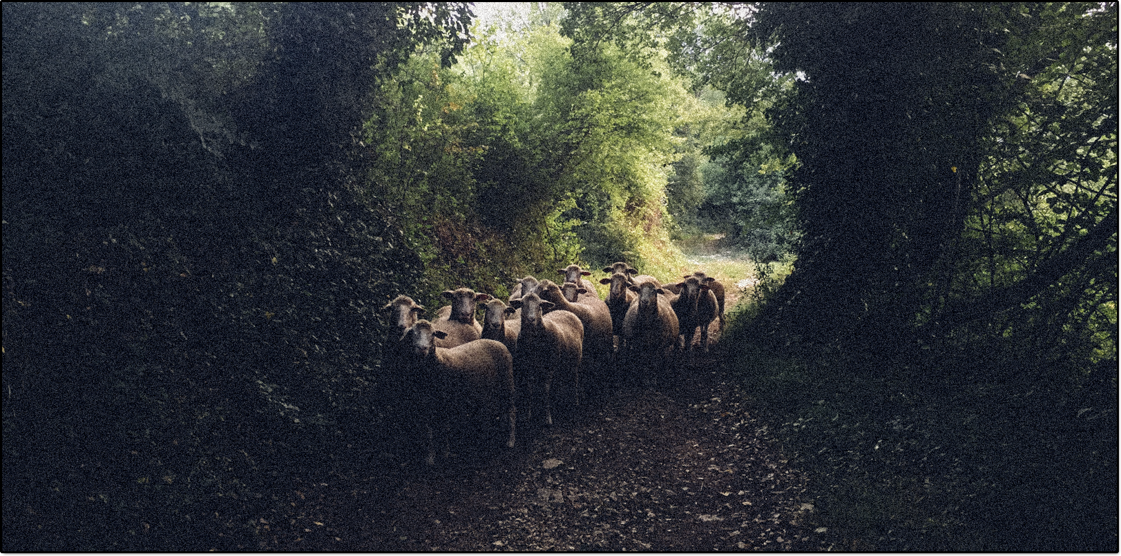 A flock of sheep on a woodland path